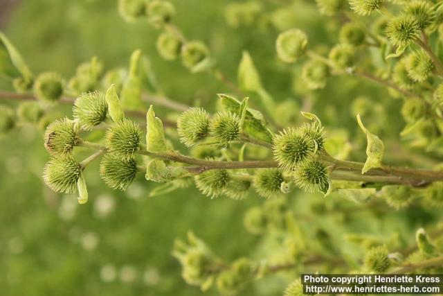 Photo: Arctium minus 11.