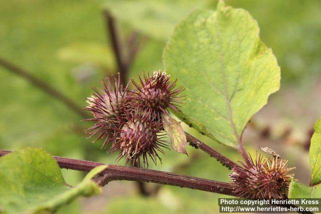 Photo: Arctium nemorosum 2.