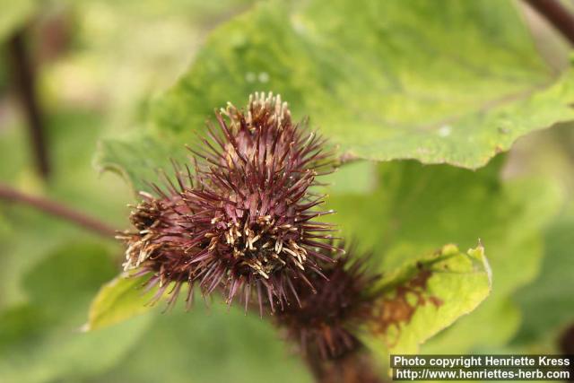 Photo: Arctium nemorosum 3.