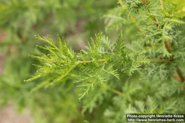 Photo: Artemisia annua 12.