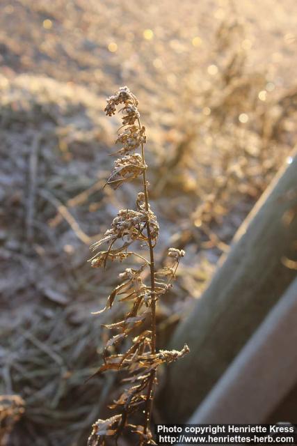 Photo: Artemisia vulgaris 18.