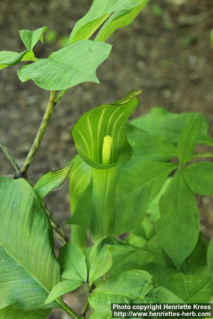 Photo: Arisaema serratum 11.