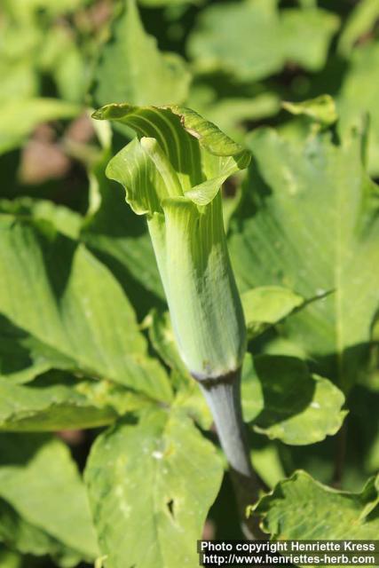 Photo: Arisaema serratum 16.