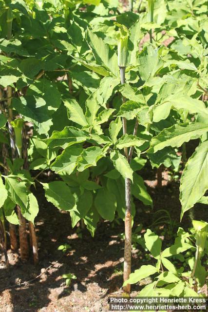 Photo: Arisaema serratum 18.