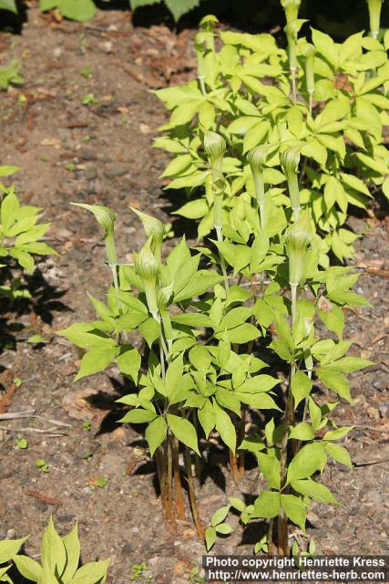 Photo: Arisaema serratum 20.