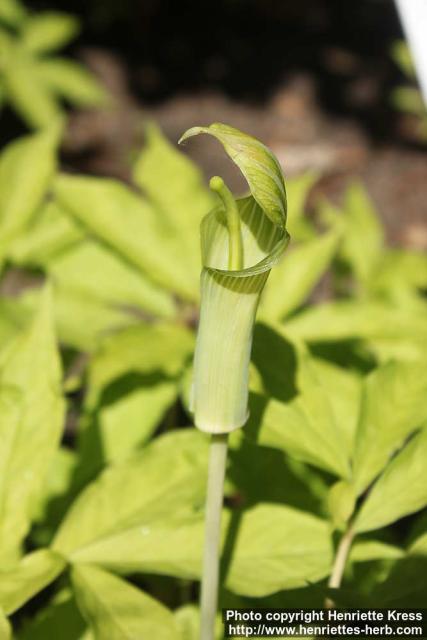 Photo: Arisaema serratum 21.