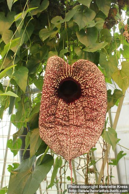 Photo: Aristolochia grandiflora 0.