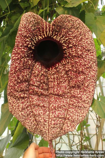 Photo: Aristolochia grandiflora 1.