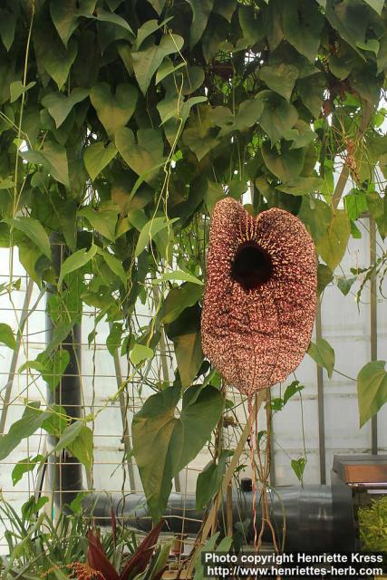 Photo: Aristolochia grandiflora 2.