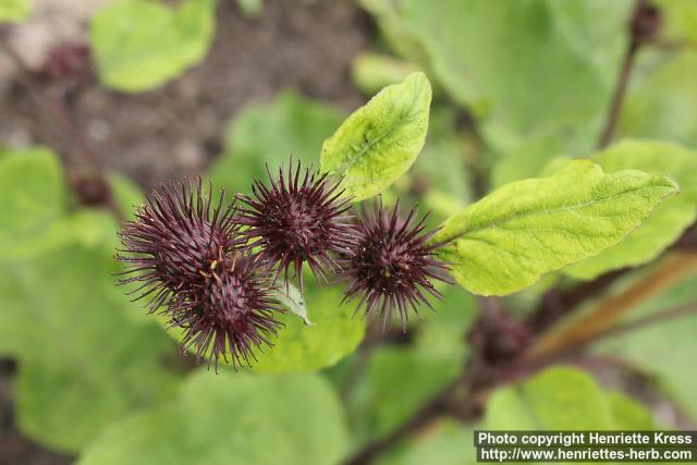 Photo: Arctium nemorosum 4.