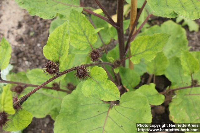 Photo: Arctium nemorosum 5.