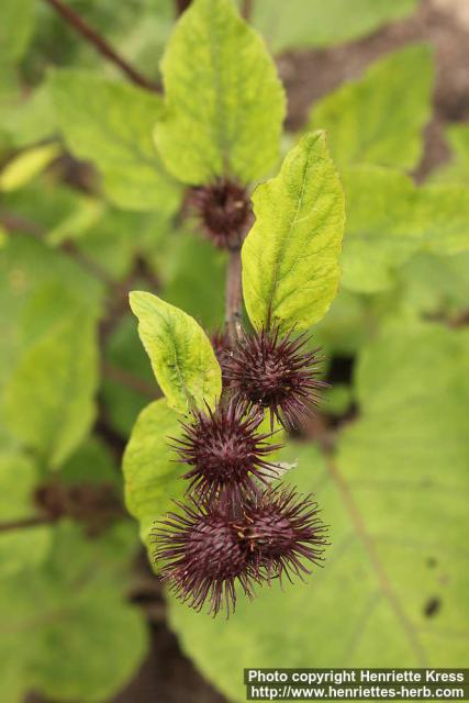 Photo: Arctium nemorosum 7.