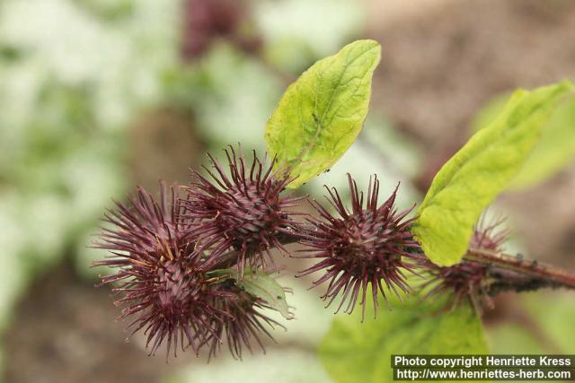 Photo: Arctium nemorosum 8.