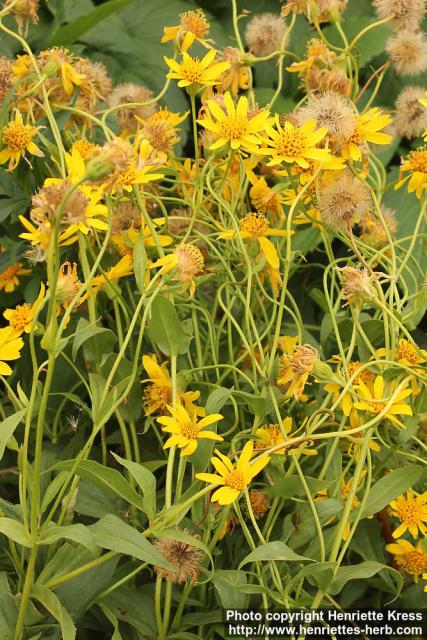 Photo: Arnica longifolia 1.