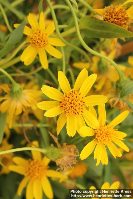 Photo: Arnica longifolia 2.