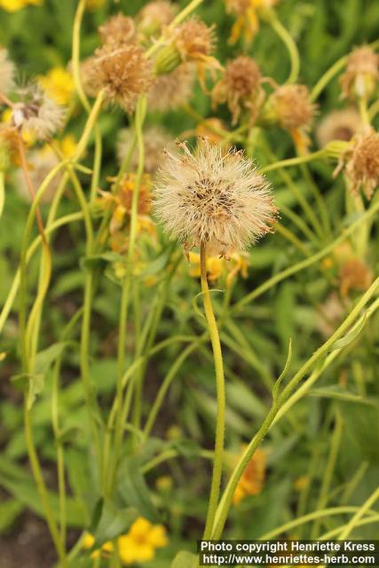 Photo: Arnica longifolia 4.