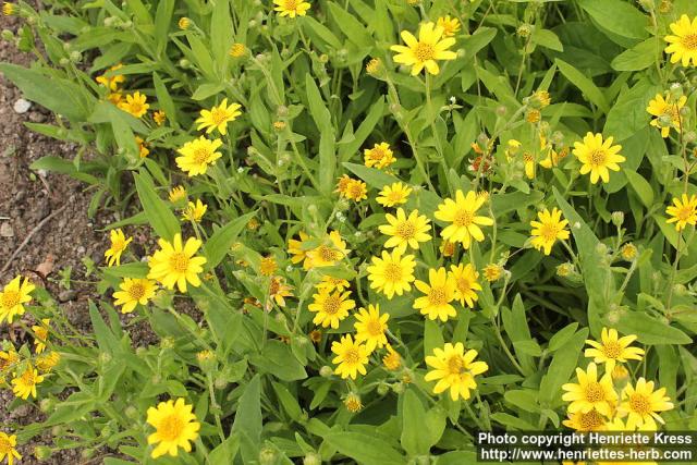 Photo: Arnica chamissonis 4.