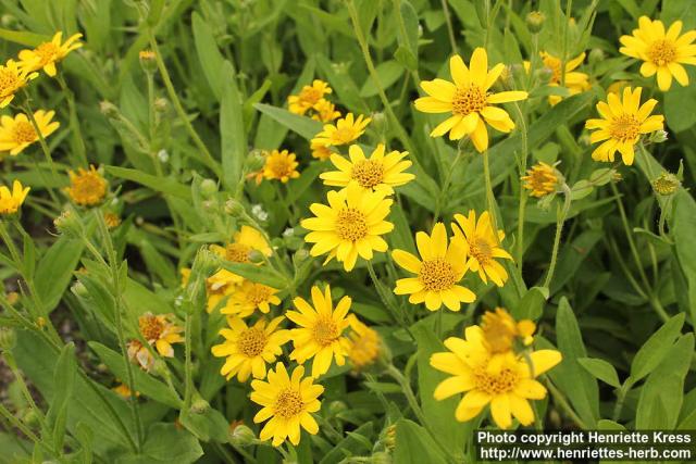 Photo: Arnica chamissonis 5.