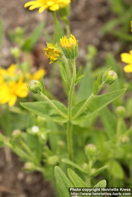 Photo: Arnica chamissonis 6.