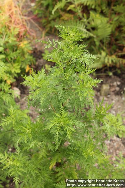 Photo: Artemisia annua 15.