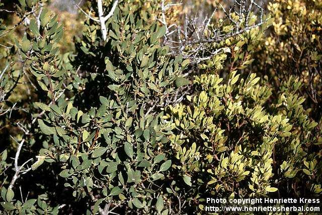 Photo: Arctostaphylos 3.