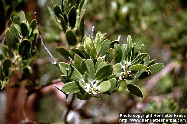 Photo: Arctostaphylos 1.