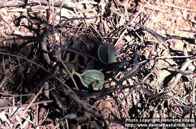 Photo: Aristolochia watsonii.