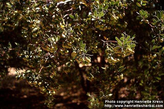 Photo: Arctostaphylos 2.