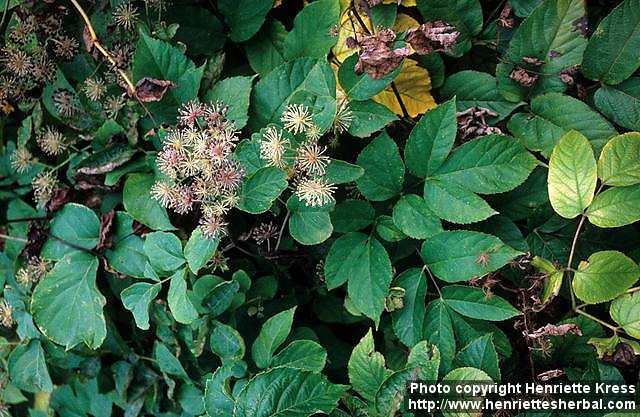 Photo: Aralia cordata 1.