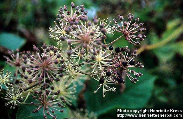 Photo: Aralia cordata 2.