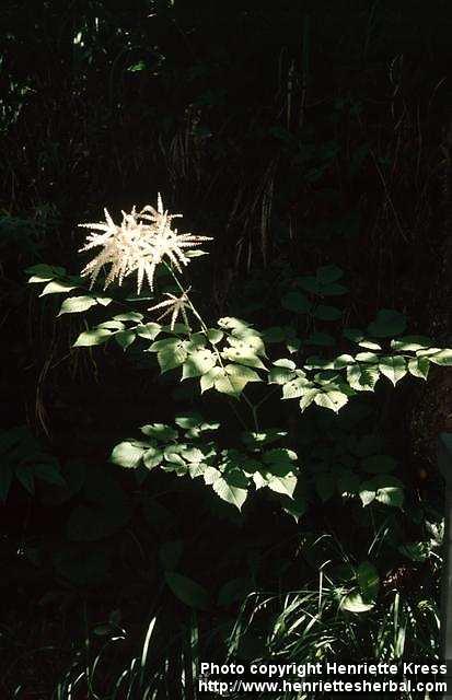 Photo: Aruncus dioicus.