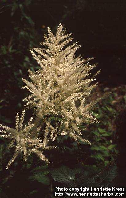 Photo: Aruncus dioicus 2.