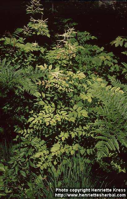 Photo: Aruncus dioicus 3.