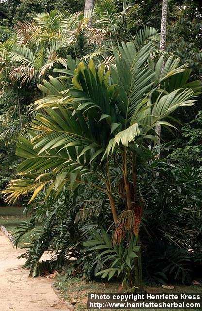 Photo: Areca triandra 2.