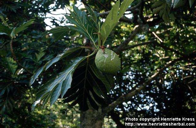 Photo: Artocarpus altilis 2.