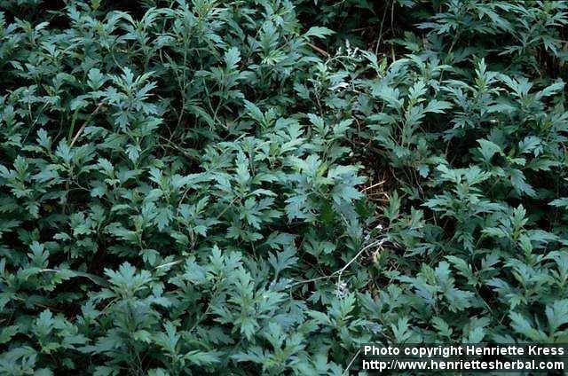 Photo: Artemisia vulgaris 4.