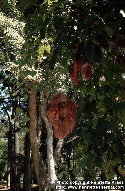 Photo: Aristolochia labiata 1.