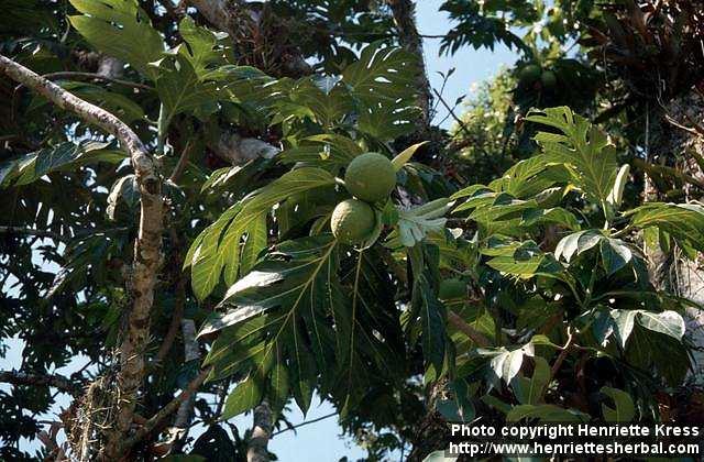 Photo: Artocarpus altilis 4.