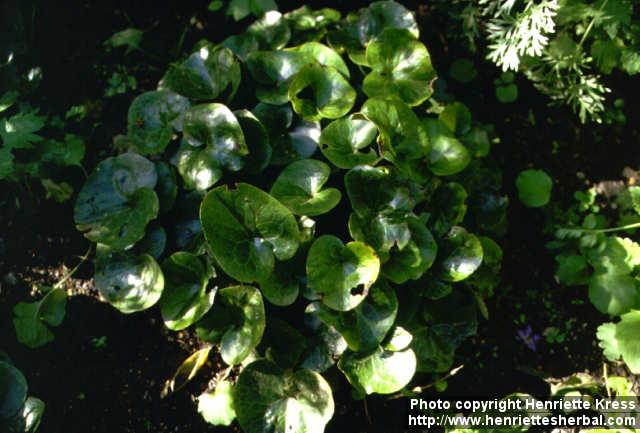 Photo: Asarum europaeum.