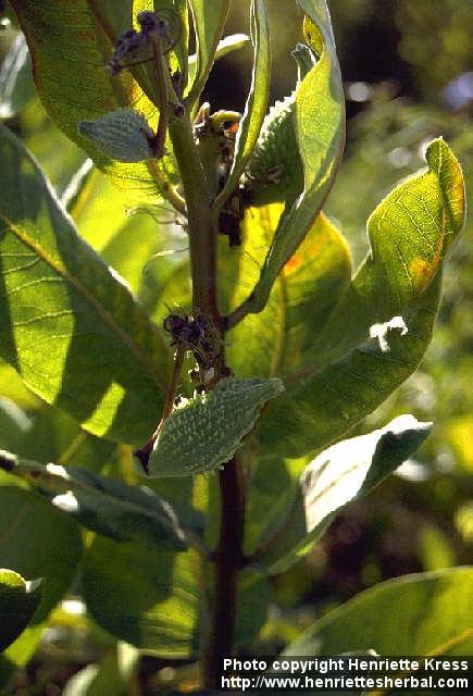 Photo: Asclepias syriaca 2.