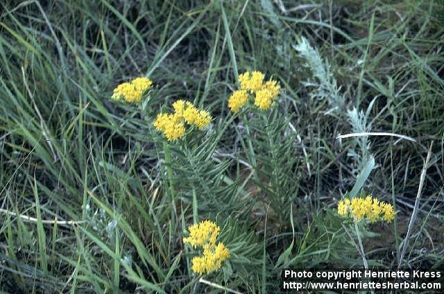 Photo: Asclepias tuberosa 2.