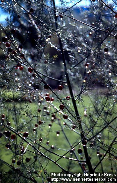 Photo: Asparagus officinalis 10.