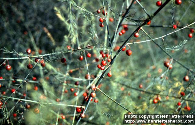 Photo: Asparagus officinalis 11.