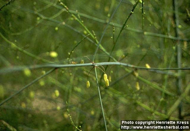 Photo: Asparagus officinalis 3.