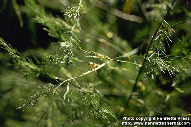 Photo: Asparagus officinalis 6.