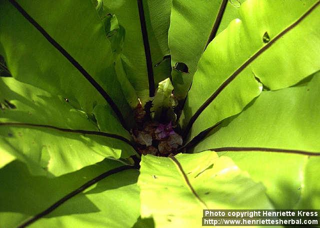 Photo: Asplenium nidus 1.