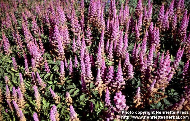 Photo: Astilbe chinensis 1.