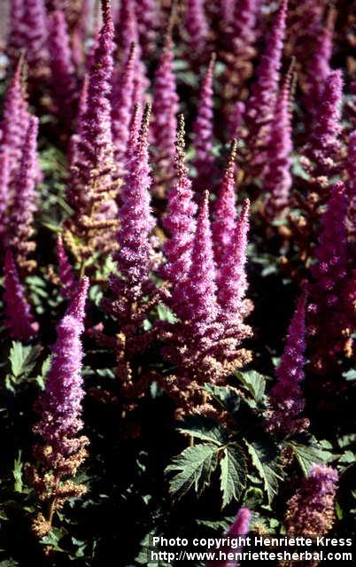 Photo: Astilbe chinensis 2.