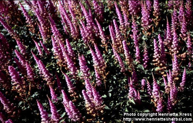 Photo: Astilbe chinensis.