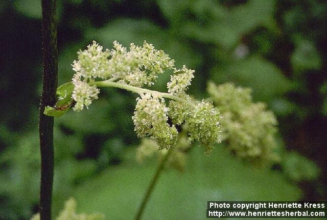 Photo: Astilboides tabularis 1.